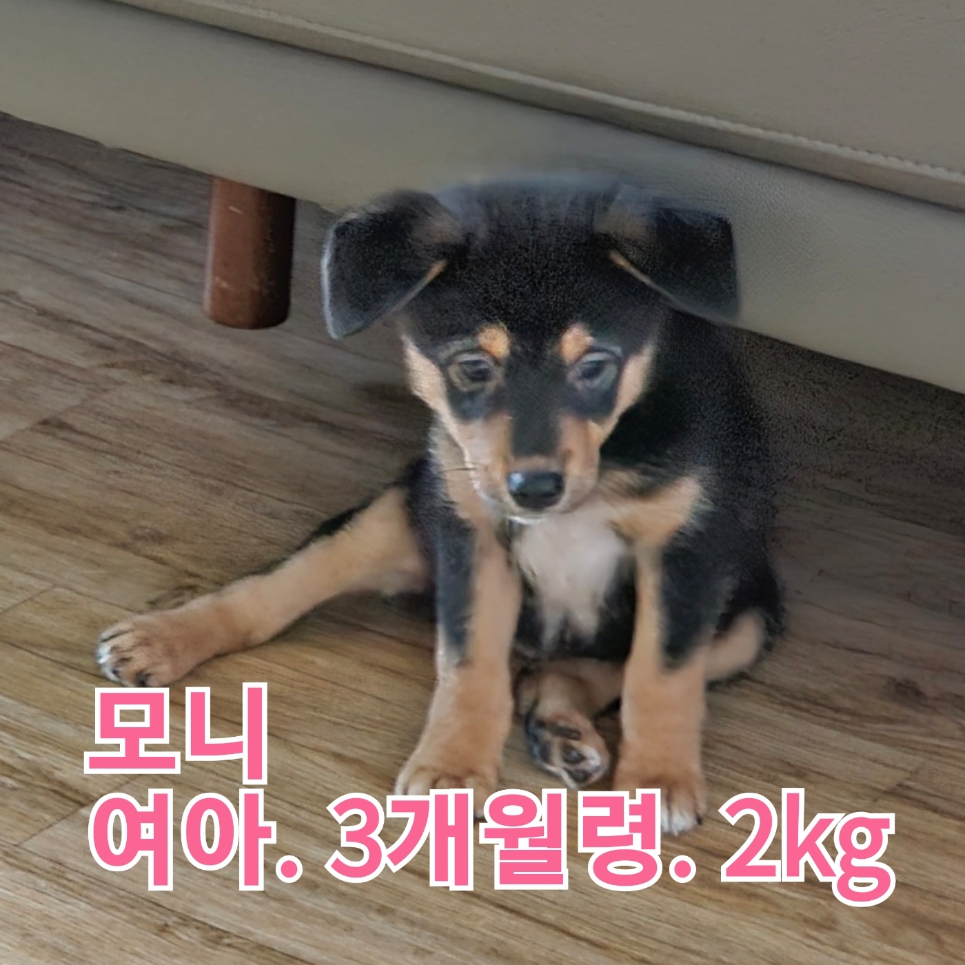 장성군동물보호센터_446498202300408